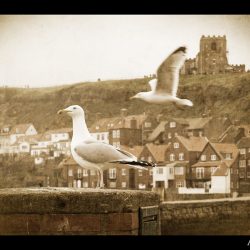 whitby-09