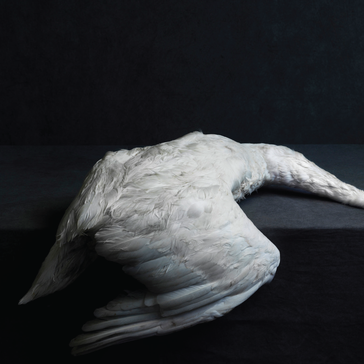 NR108_Amenra_cover-1200x1200.png